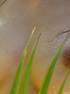 Asian Hottie Delight Likes Stripping And Exploring Her Hairy Cunt And Beautiful Boobs